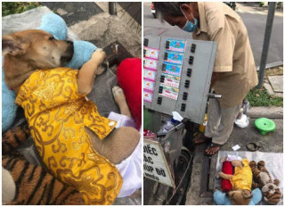Những chú chó theo chủ mưu sinh ở Sài Gòn: Được mua quần áo đẹp, nằm ngủ như công chúa