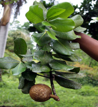 Những loại cây ăn quả “kỳ dị” nhưng cực ngon và hiếm có nhất thế giới
