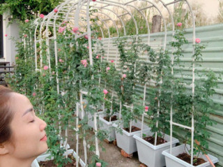 Ốc Thanh Vân, Dương Mỹ Linh và sao Việt thích trồng hoa hồng đắt giá, thơm nức vườn