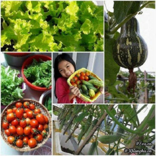 Từng không biết gì về trồng trọt, mẹ Việt giờ đã sở hữu vườn rau sạch đẹp như “công viên mini”