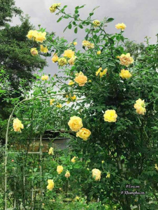 Vườn hồng ngoại “siêu khủng” của ông bố 8X từng lao vào chơi hoa như “thiêu thân”