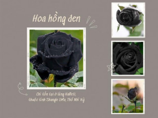 Ý nghĩa hoa hồng đen - loài hoa bí ẩn, hiếm có