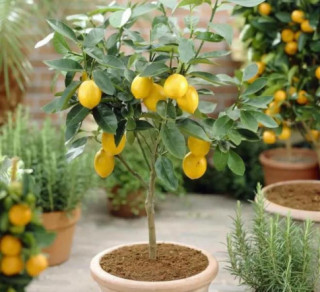 3 loại cây có thể “tiệt trùng”, để một chậu ở nhà, không khí trong lành, rất tốt cho sức khỏe