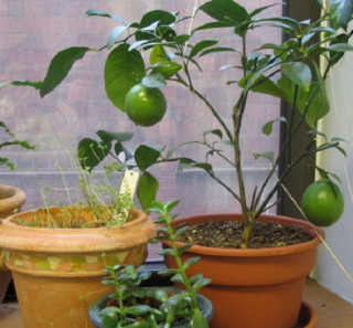 6 loại cây ăn quả dễ trồng trên sân thượng chật hẹp, ai không biết chỉ có tiếc hùi hụi
