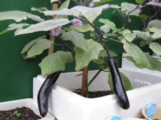 Cách trồng cà tím trong thùng xốp cho quả sai trĩu cành