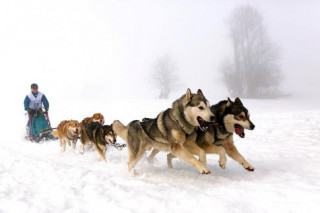 Chó Alaska - Cách phân biệt với chó Husky và cách nuôi