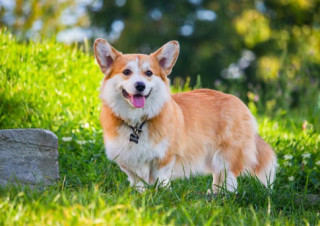Chó Corgi - Nguồn gốc, đặc điểm và cách chăm sóc tốt nhất