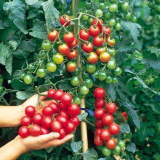 Để trồng cà chua trong chậu không thể thiếu 3 bước, giúp ra 20 quả trên một cành