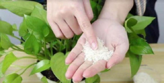 Gạo là “tiên dược” để trồng cây, rắc một nắm vào chậu, lá cả năm không vàng, mầm xanh bật ra