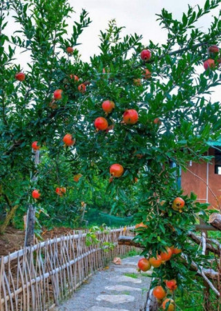 Gia đình nào trồng loại cây này con cháu không giỏi cũng giàu, cây trĩu quả càng là điềm lành