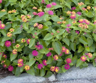Hoa Ngũ Sắc - Đặc điểm, ý nghĩa và cách chăm cho hoa nở quanh năm