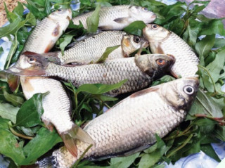 Loại cá từng thất sủng xưa chẳng ai ăn nay bán 90.000đ/kg, mua về kho với nghệ được món ngon “tụt lưỡi”