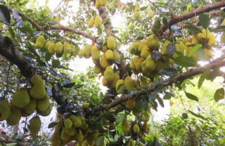 Mãn nhãn những loại cây “mắn” nhất thế giới, có cây cho hàng chục nghìn quả