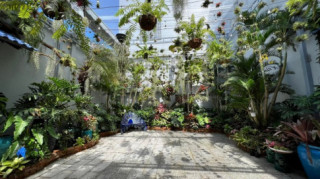 Mẹ đảm làm vườn nhiệt đới ở Cần Thơ: Rộng 100m2, đẹp mãn nhãn như ở Nam Mỹ