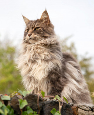 Mèo Anh lông dài - Đặc điểm, phân loại, giá bán và cách nuôi