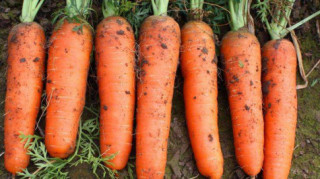 5 mẹo chọn mua cà rốt sẽ được củ như ý