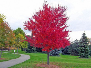 Cây Phong lá đỏ: Đặc điểm, ý nghĩa và cách trồng cây khỏe, đẹp