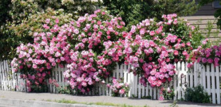 Tiết lộ bí quyết “độc” trồng và chăm hoa hồng leo Pháp tại nhà nở rực rỡ, thơm quyến rũ