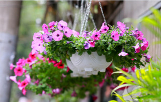 12 loài hoa trồng ban công này sẽ khiến nhà bạn “nổi nhất phố”