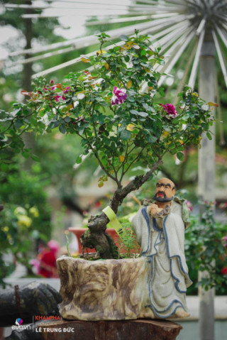 Chiêm ngưỡng những nàng hồng bonsai đắt đỏ được đánh giá đẹp nhất Lễ hội Hoa hồng Bulgaria 2018
