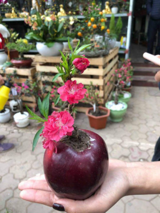 Độc đáo “đào giâm táo” nhỏ xinh, chơi được cả tháng lại có cây mới tha hồ trồng