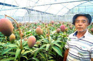Lạ đời cây xoài “siêu mắn” cho 800 quả, chủ vườn cho đi “ứng tuyển” kỉ lục Guinness thế giới