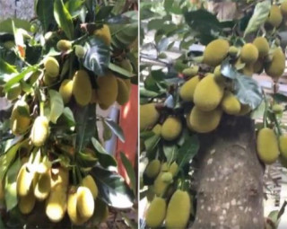 Lạ đời những cây mít “siêu mắn” cho hàng trăm quả lúc lỉu trên cây khiến người xem “choáng váng”