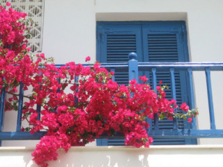 Muốn nhà “nổi nhất phố”, đừng bỏ qua cách trồng hoa giấy rực rỡ trên ban công