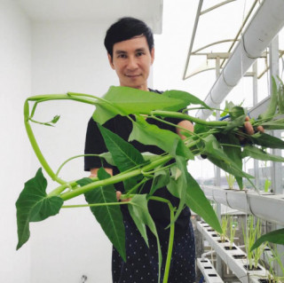 Người hâm mộ thích thú với hình ảnh rau muống “khổng lồ” trong vườn nhà Lý Hải - Minh Hà