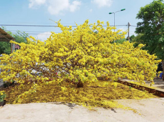 Sửng sốt trước vẻ rực rỡ choáng ngợp của cây hoa mai vàng khổng lồ ở Đồng Nai