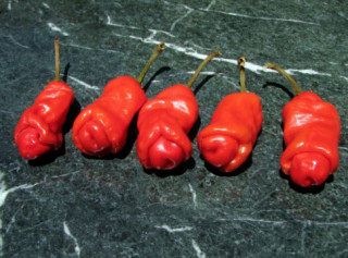 Tròn mắt xem 5 loại ớt độc lạ nhất thế giới