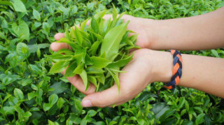 Liệu trà xanh có thật sự mang đến công dụng giảm cân “thần tốc” như lời đồn?