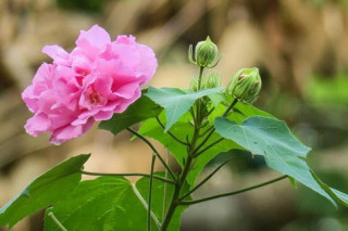 Loài hoa nở quanh năm đẹp hơn hoa hồng, đổi 3 màu trong một ngày, cắm cành xuống đất là bén rễ