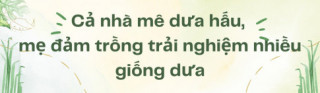 Mẹ đảm Sài Gòn làm vườn dưa hấu trên sân thượng 50m2, chia sẻ cách trồng cực chi tiết cho quả to đều