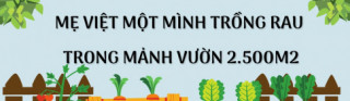 Mẹ Việt ở Hàn trồng rau trong mảnh vườn 2.500m2, chia sẻ bí quyết có rau quả quanh năm nhờ túi bóng đen