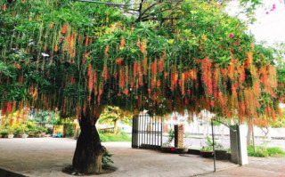 Tại sao trồng cây lộc vừng mang tới tài lộc nhưng bị nhiều người đưa vào “danh sách đen”? Đây là 4 lý do