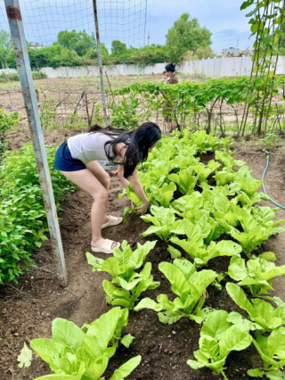 Vợ chồng Đoàn Di Băng khoe khu vườn xanh mướt, cho biết lâu rồi không có tốn tiền mua rau