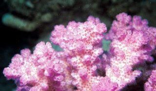 Trường Sa có giống, loài san hô giàu nhất biển Đông