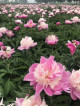 3 loại “hoa lâu tàn” đáng trồng trong chậu, nở hơn 200 ngày mỗi năm, bông to và nhiều màu sắc