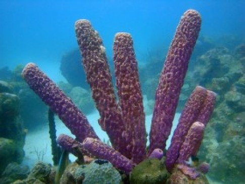 Có thể sứa lược là tổ tiên của loài người