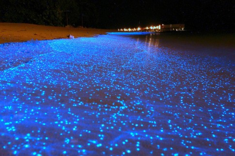 Ngắm “biển sao” ở Maldives