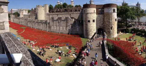 Suối hoa poppies ‘khổng lồ’ ở Anh