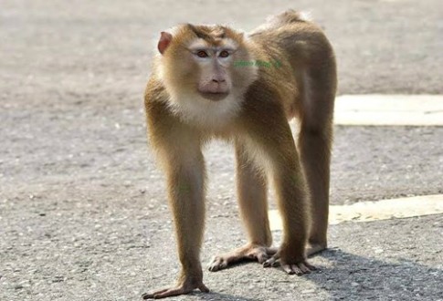 Khỉ đuôi lợn tấn công du khách ở bán đảo Sơn Trà