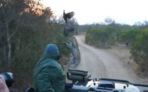 Báo gấm châu Phi chộp mồi trước mũi xe du khách