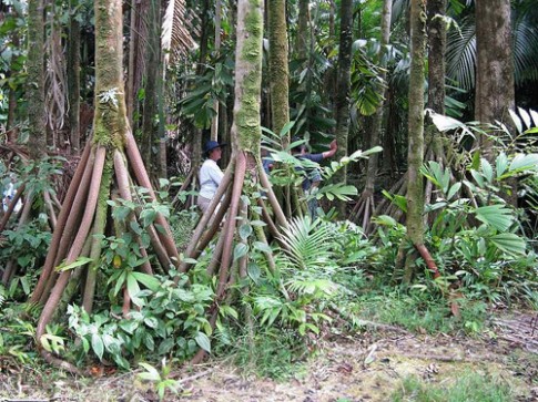 Bí ẩn những cây cọ biết đi trong rừng Ecuador