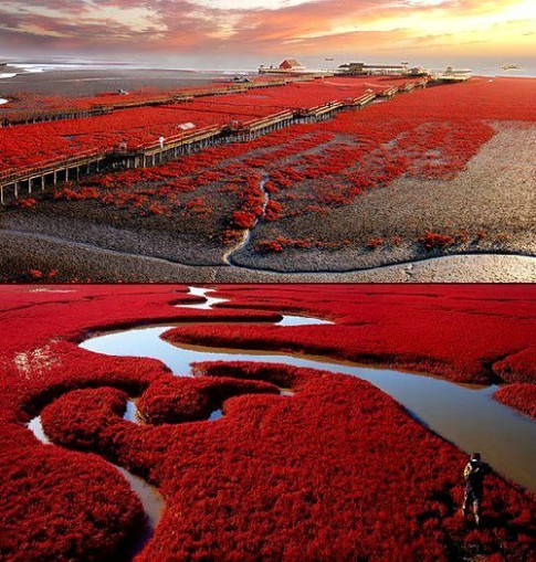 Biển Đỏ đẹp rực rỡ ở Trung Quốc