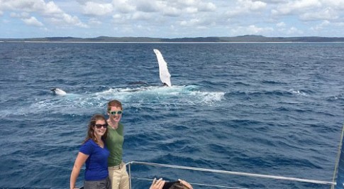 Cá voi vẫy chào khách du lịch