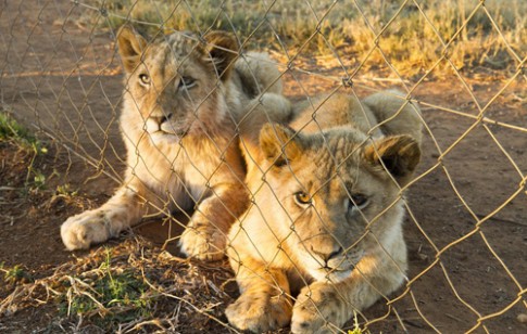 Cuộc đời của những con sư tử sinh ra để thành mồi săn