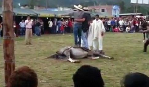 Du khách bất bình trước cảnh nhảy trên ngựa sống ở Peru