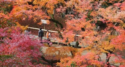 Khung cảnh rừng lá đỏ ngập tràn cố đô Kyoto